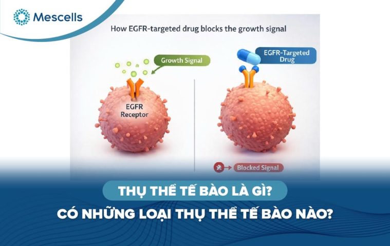 Thụ thể tế bào là gì-01