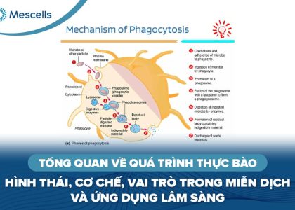 Tổng quan về quá trình thực bào-01