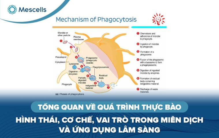 Tổng quan về quá trình thực bào-01