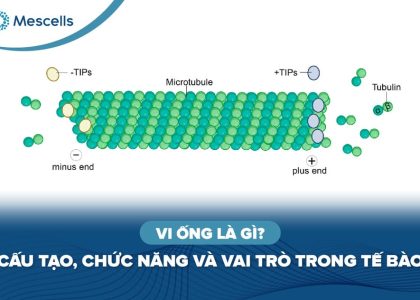 Vi ống là gì-01