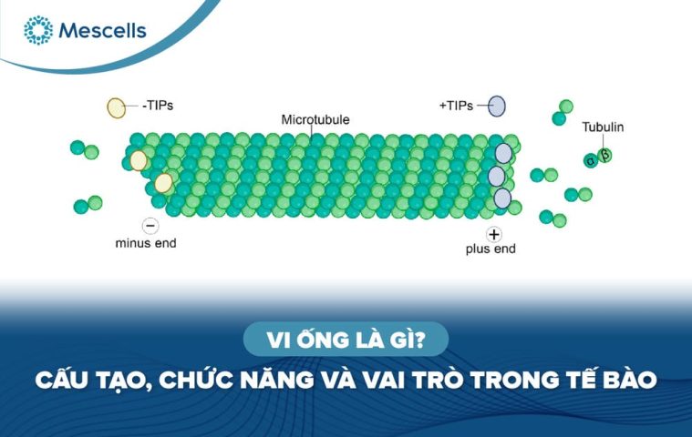 Vi ống là gì-01
