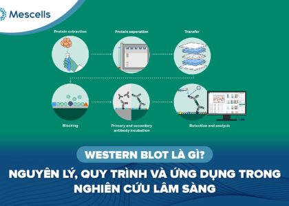 Western Blot là gì-01