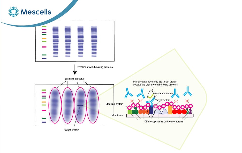 Western Blot là gì-03