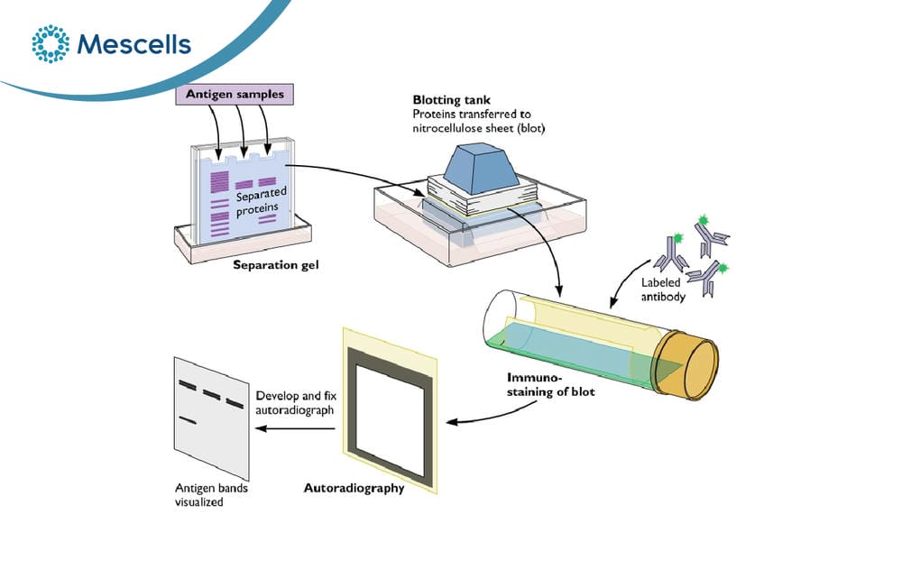 Western Blot là gì-04