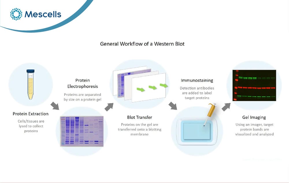 Western Blot là gì-07